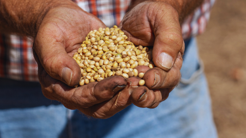 As President Donald Trump and Chinese leader Xi Jinping prepare to meet Thursday, one soft-spoken U.S. export star will take center stage: soybeans. The humble crop, a $30 billion pillar of U.S. agriculture exports, has become a powerful symbol of the economic interdependence and political tension between Washington and Beijing. 
In short, soybeans have come to embody the volatility of the U.S.–China trade war. Beijing halted purchases of American soybeans on the heels of retaliatory tariffs on the crop, responding to Trump’s earlier duties on Chinese goods. 
China pivoted to suppliers in Brazil and Argentina, a move that underscored how quickly global trade patterns can shift and how vulnerable U.S. farmers are to diplomatic rifts between Washington and Beijing.
What began as tit-for-tat posturing between the world’s two largest economies has turned into a symbolic and economic gut punch for Trump’s rural base, whose livelihoods depend on the very trade ties now caught in the crossfire.
According to the American Soybean Association, the U.S. has traditionally served as China’s leading soybean source. Prior to the 2018 trade conflict, roughly 28% of U.S. soybean production was exported to China. Those crop exports fell sharply to 11% in 2018 and 2019, recovered to 31% by 2021 amid pandemic-era demand and eased back to 22% in 2024.
But some policy experts argue that China’s shift away from U.S. soybeans was already underway.
‘China was always going to reduce its reliance on the United States for food security,’ Bryan Burack, a senior policy advisor for China and the Indo-Pacific at the Heritage Foundation told Fox News Digital. ‘China started signing purchase agreements with other countries for soybeans well before President Trump took office,’ he said, adding that Beijing has ‘been decoupling from the U.S. for a long time.’
‘Unfortunately, the only way for us to respond is to do the same and that process is painful and excruciating,’ Burack said.
But for farmers thousands of miles from Washington and Beijing, those policy shifts translate into shrinking markets and tighter margins.
‘We rely on trade with other countries, specifically China, to buy our soybeans,’ Brad Arnold, a multigenerational soybean farmer in southwestern Missouri, told FOX Business. He said that China’s decision to boycott U.S. soybean purchases ‘has huge impacts on our business and our bottom line.’
‘There are domestic uses for soybeans, looking at renewable diesel, biodiesel specifically produced from soybeans,’ Arnold said. ‘In the grand scheme of things, that’s such a small percentage currently, you know it’s going to take a customer like China to buy beans to make a noticeable impact. You can’t take our number one customer, shut them off and just overnight find a replacement.’
That reliance on China adds new weight to the diplomatic stage this week, as Trump and Xi prepare to meet in South Korea. The two leaders will meet on the sidelines of the Asia-Pacific Economic Cooperation Summit in Busan, South Korea, marking their first in-person talks since Trump’s return to office. 
Ahead of the meeting, Treasury Secretary Scott Bessent said he expected China to delay rare earth restrictions and resume U.S. soybean purchases, calling it part of a ‘substantial framework’ both sides aim to maintain. Bessent also said that trade negotiations were moving toward averting a fresh 100% U.S. tariff on Chinese goods.
And in a possible gesture of easing tensions, Reuters reported that China bought around 180,000 metric tons of U.S. soybeans in the run-up to Trump and Xi’s meeting.
Whether it marks a true thaw in U.S.–China trade relations or just a temporary reprieve, the purchase underscores how deeply intertwined diplomacy and agriculture remain.
<i>Fox Business’ Eric Revell contributed to this report.</i>
This post appeared first on FOX NEWS America’s quietest crop is set to take center stage in Trump–Xi talks